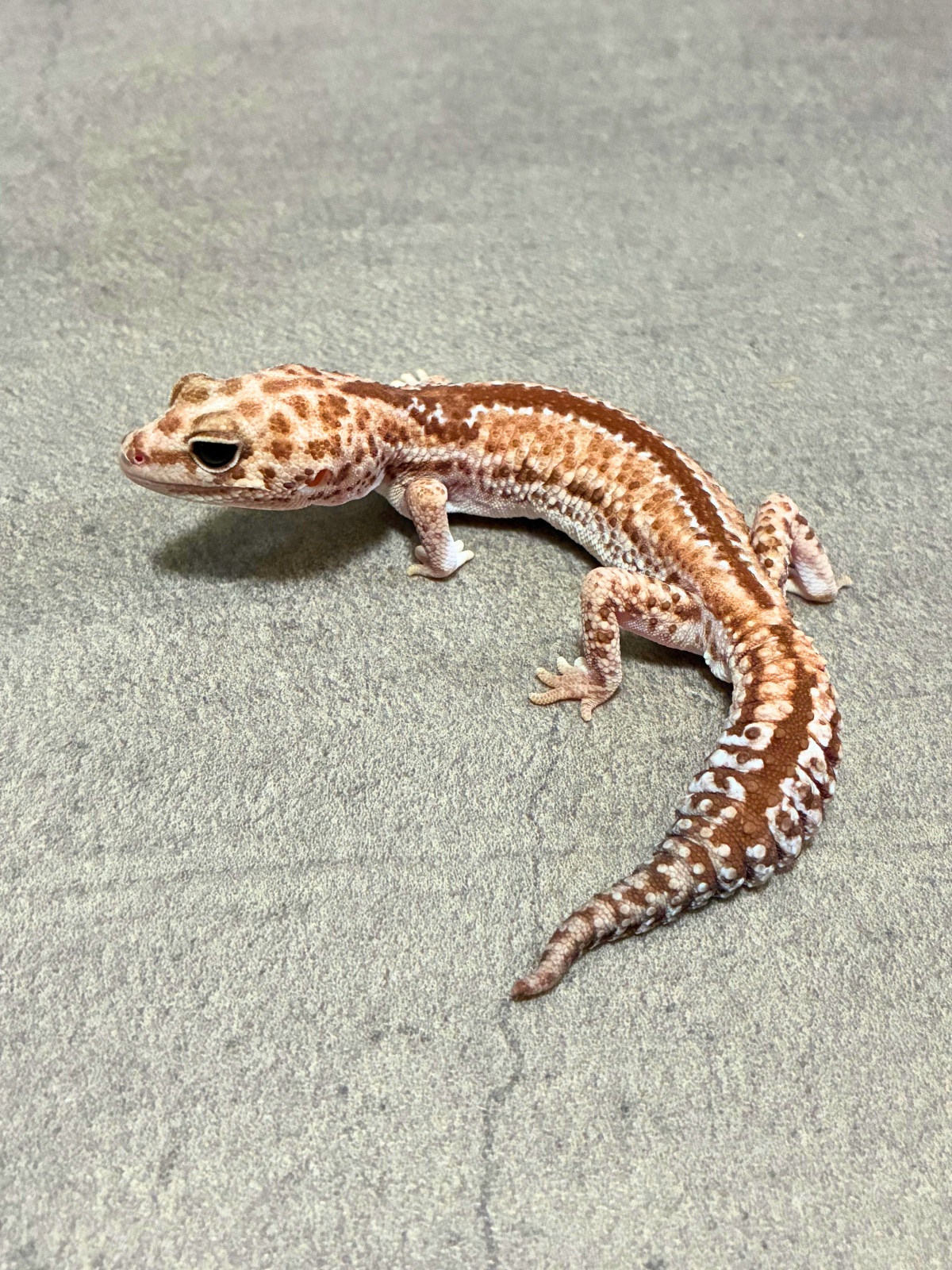 ニシアフリカトカゲモドキ ズールー het キャラメルオレオ