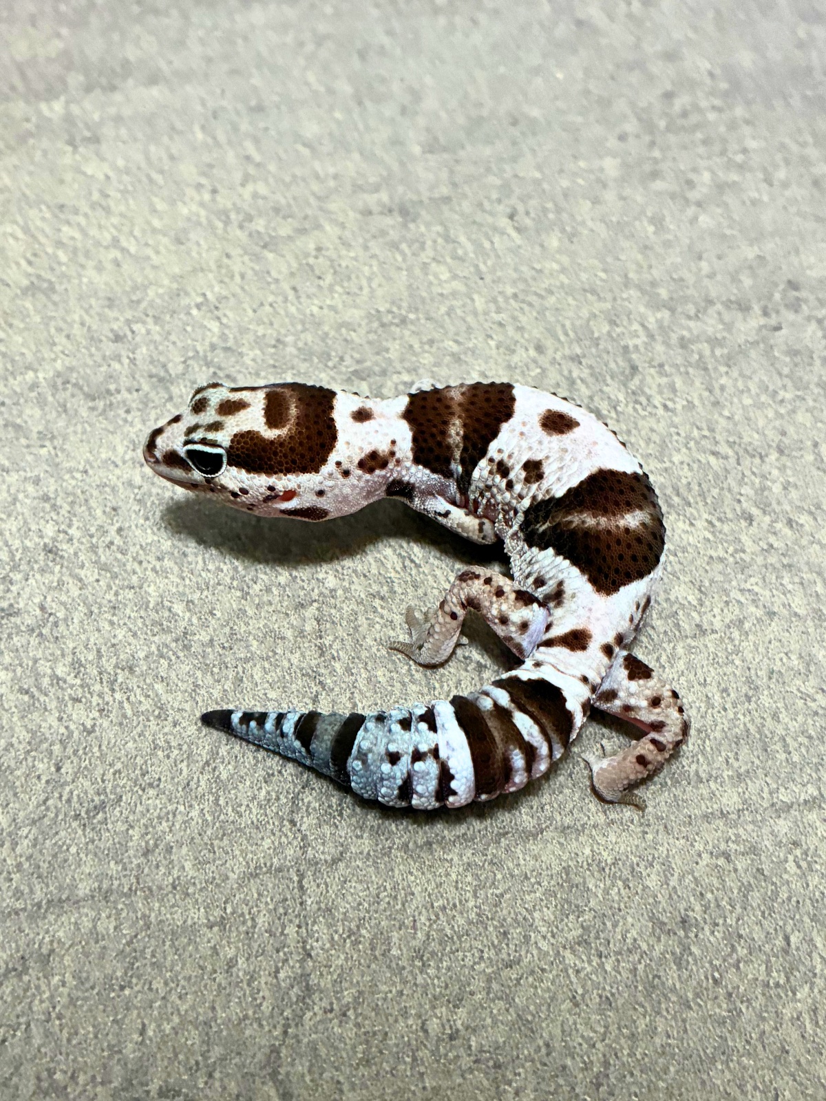 ニシアフリカトカゲモドキ ホワイトアウトオレオ het ズールー 50% キャラメル