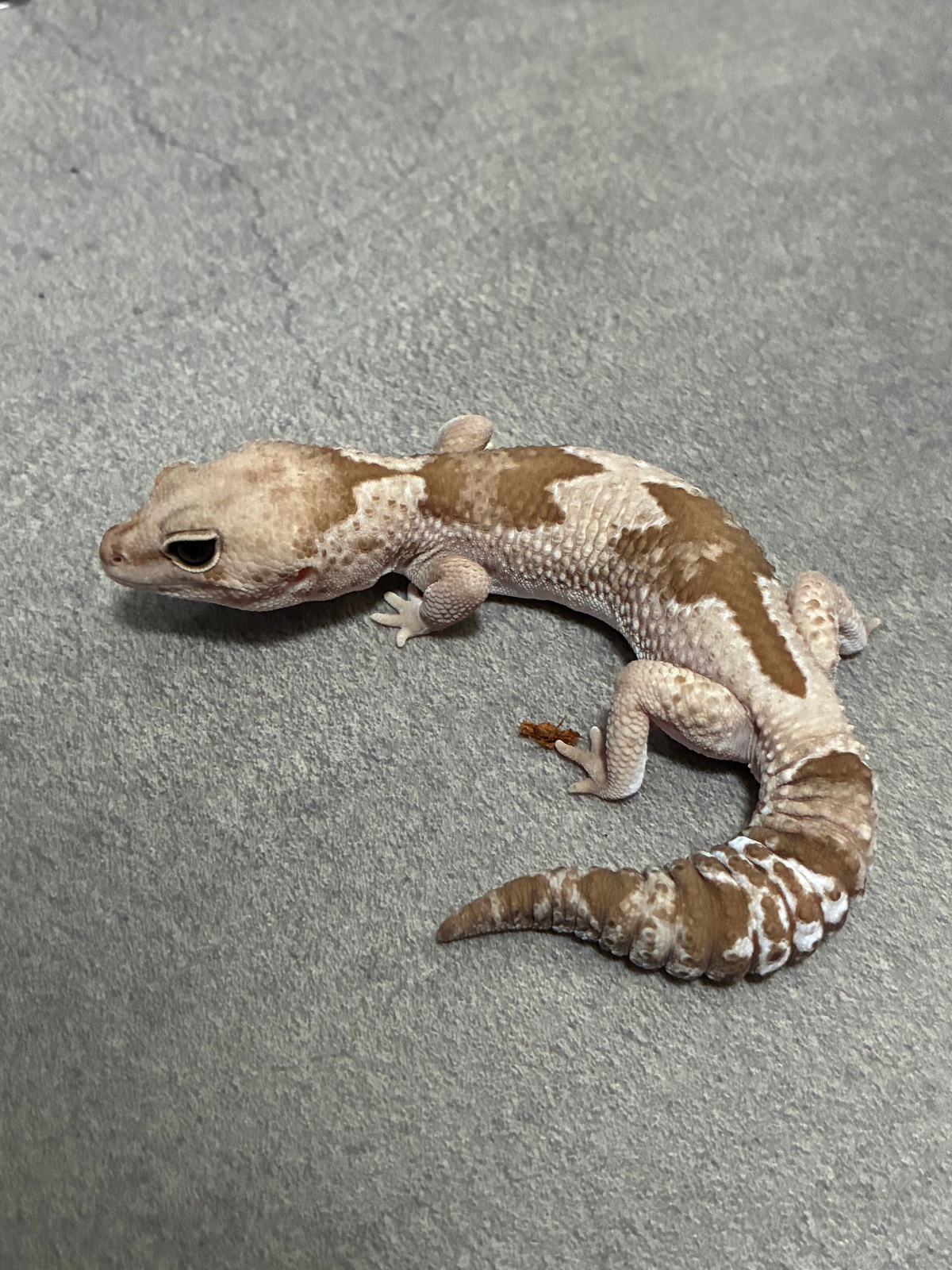 ニシアフリカトカゲモドキ オレオズールー het 66% キャラメル