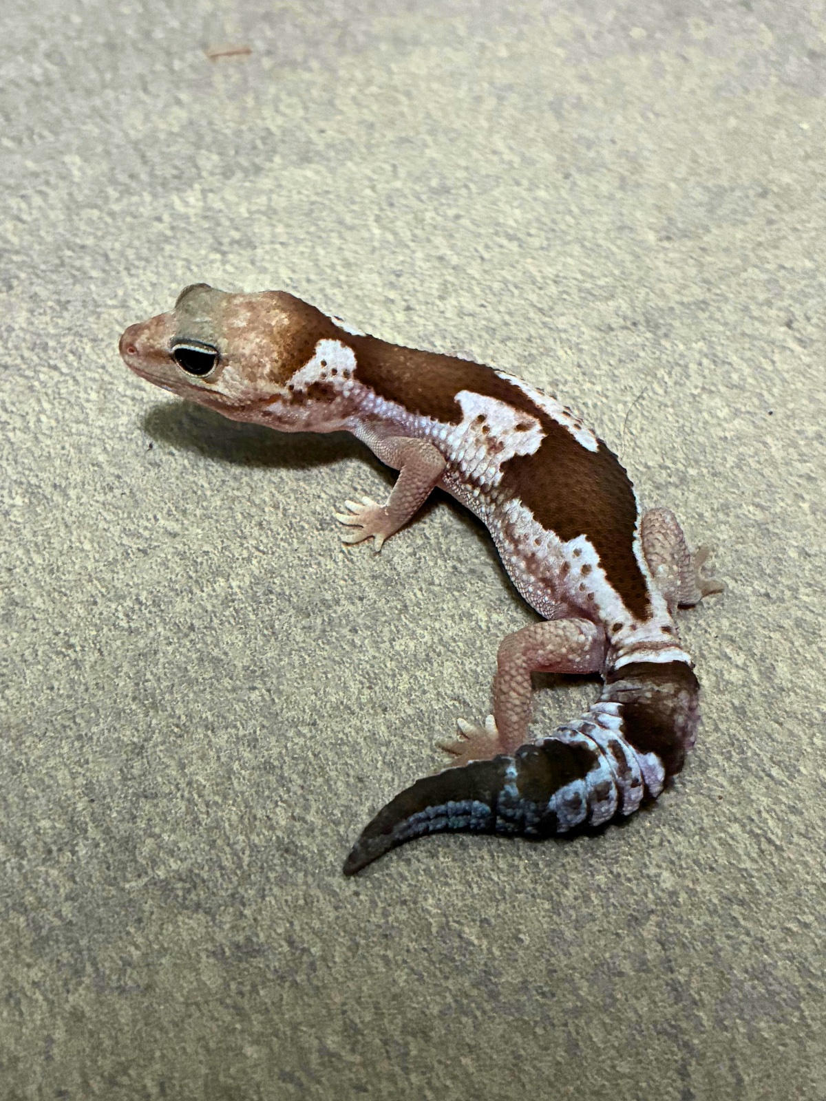 ニシアフリカトカゲモドキ オレオズールー het キャラメル