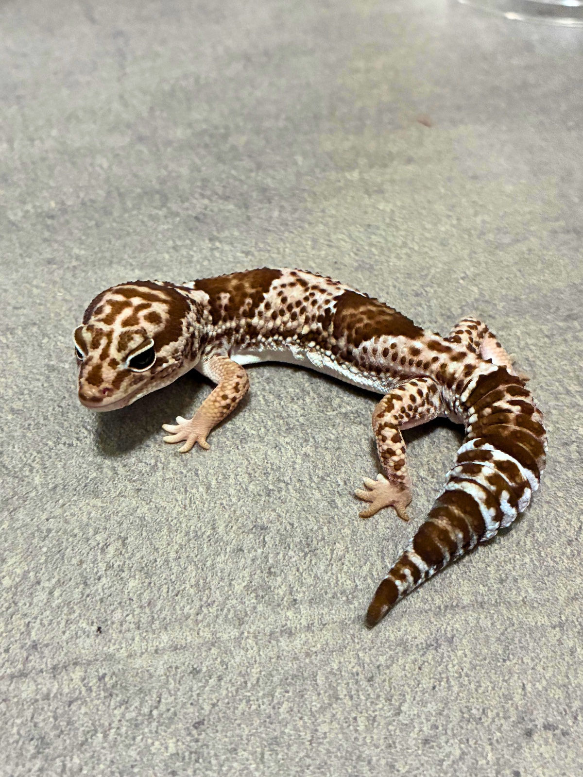 ニシアフリカトカゲモドキ オレオ het 66% キャラメルズールー