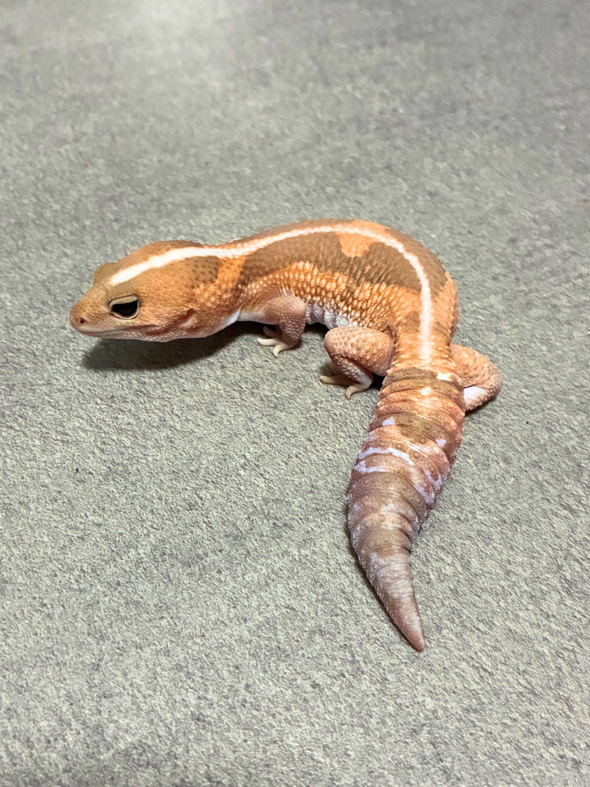 ニシアフリカトカゲモドキ アメルズールー