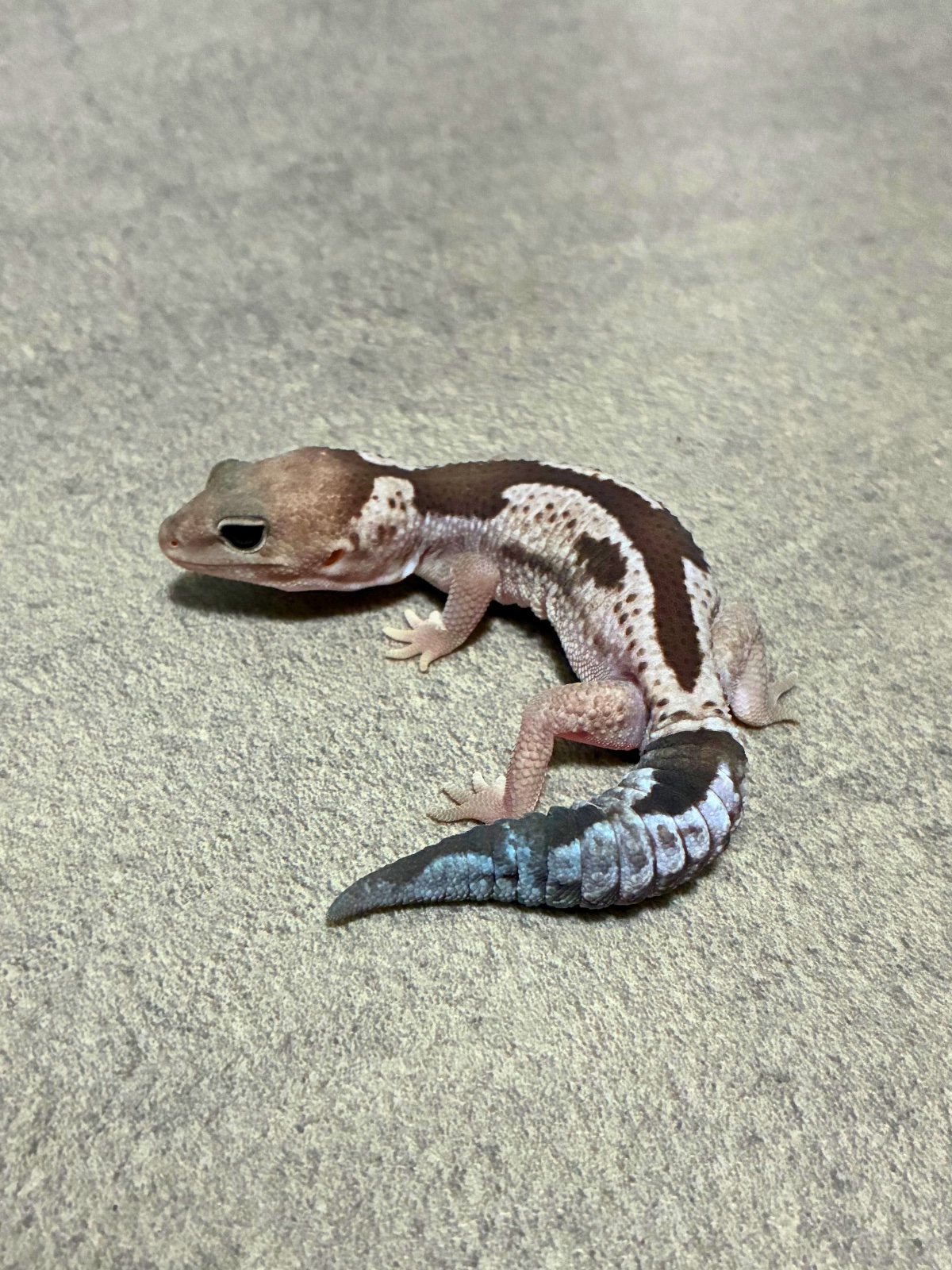 ニシアフリカトカゲモドキ オレオズールー het キャラメル