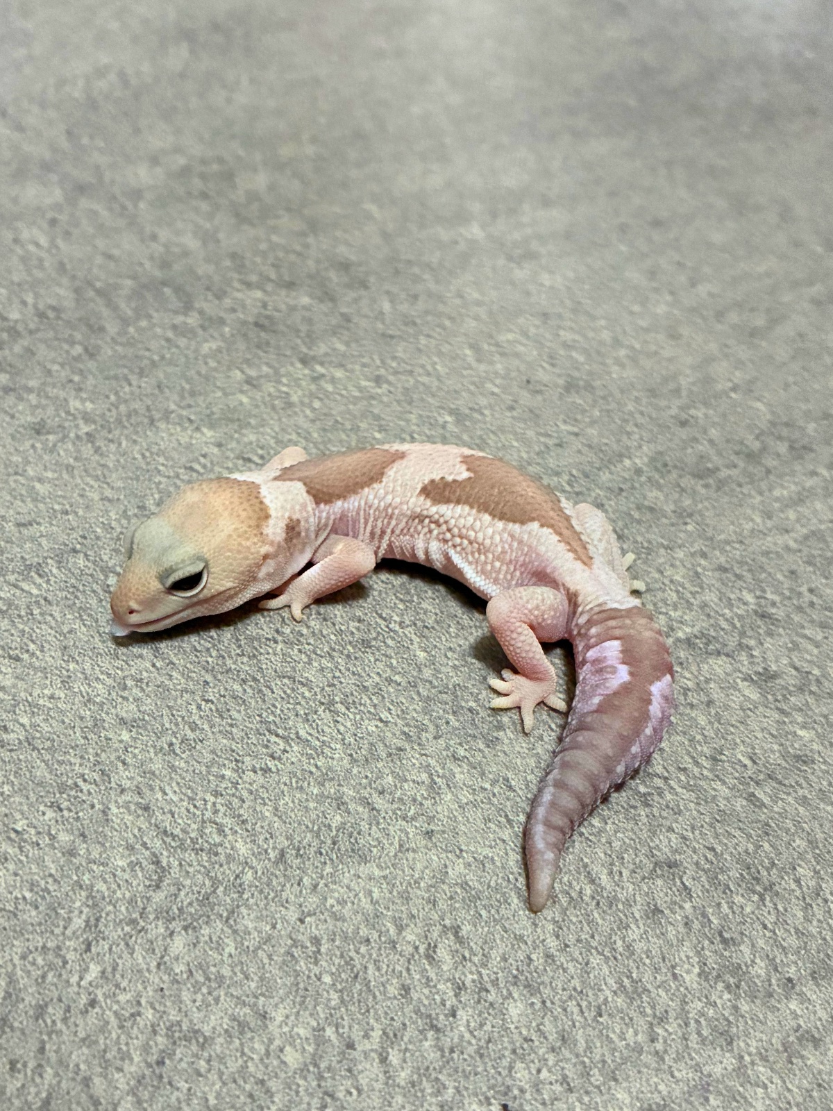 ニシアフリカトカゲモドキ キャラメルオレオズールー