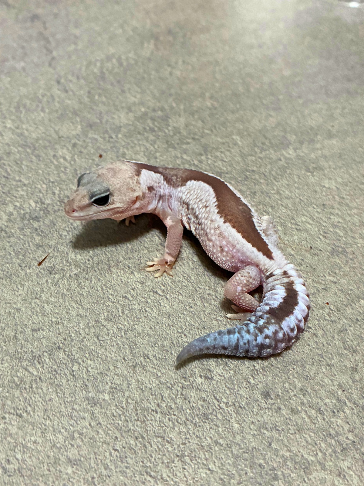 ニシアフリカトカゲモドキ オレオズールー het ゴースト