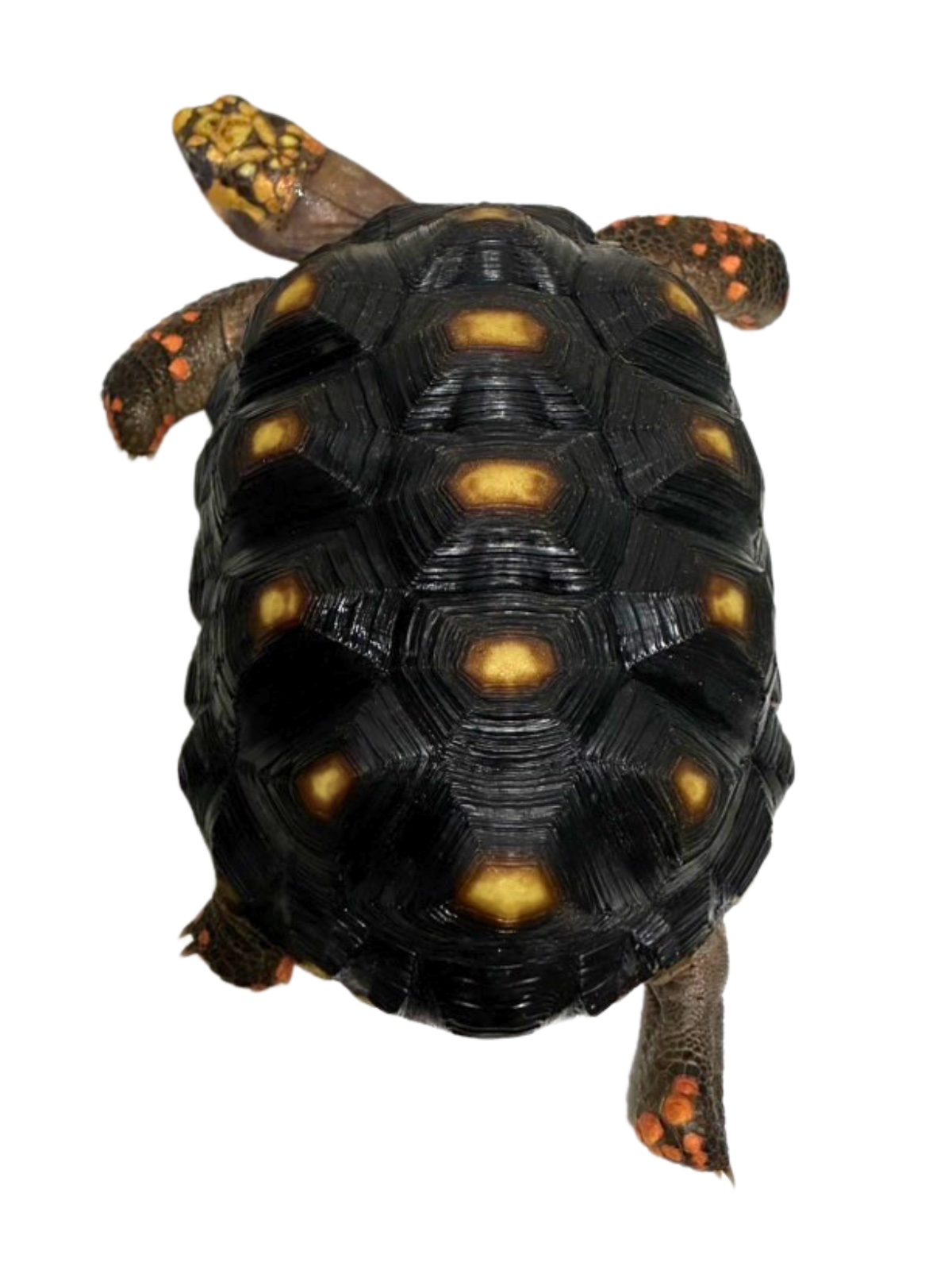 アカアシリクガメ