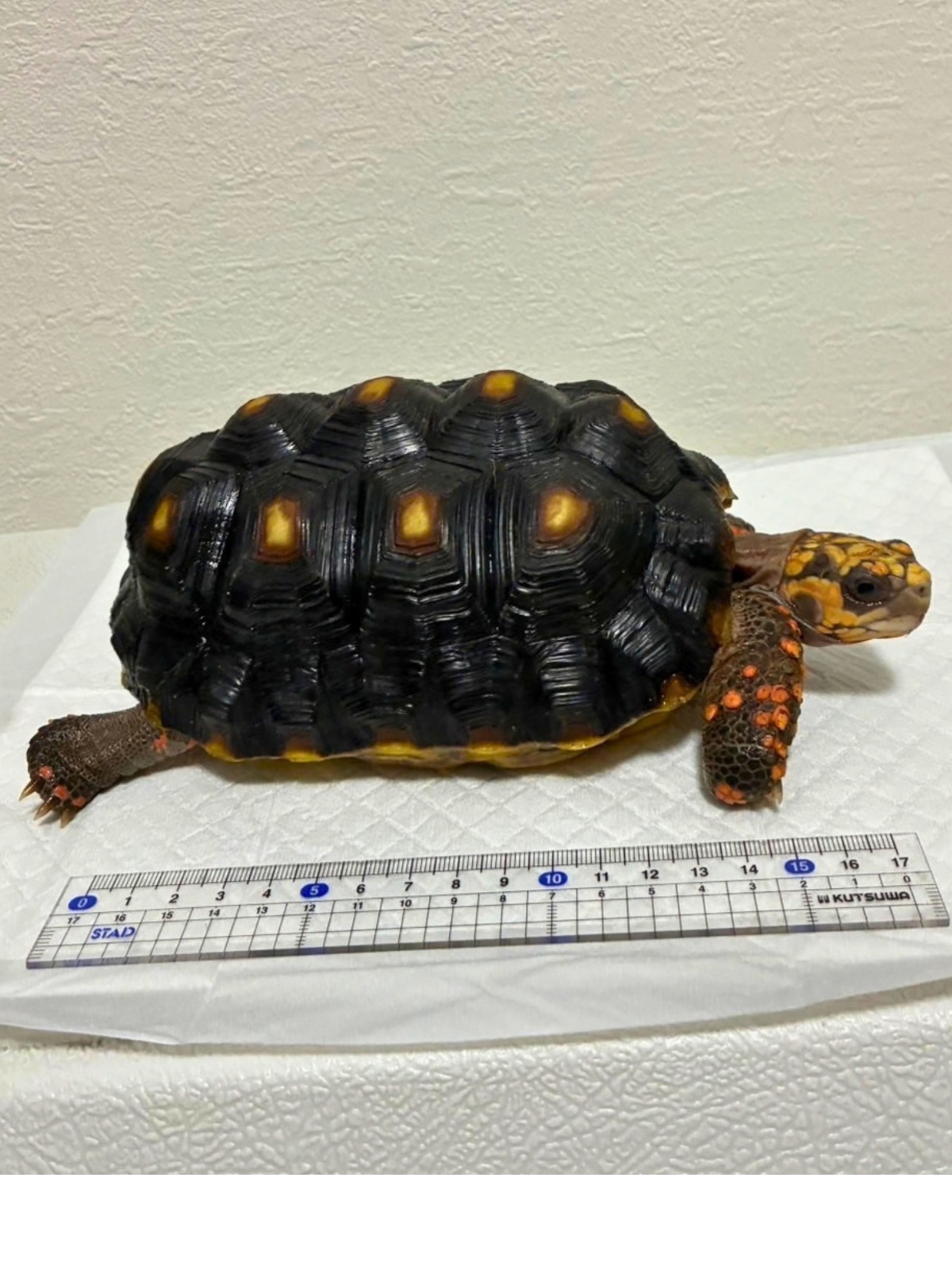 アカアシリクガメ