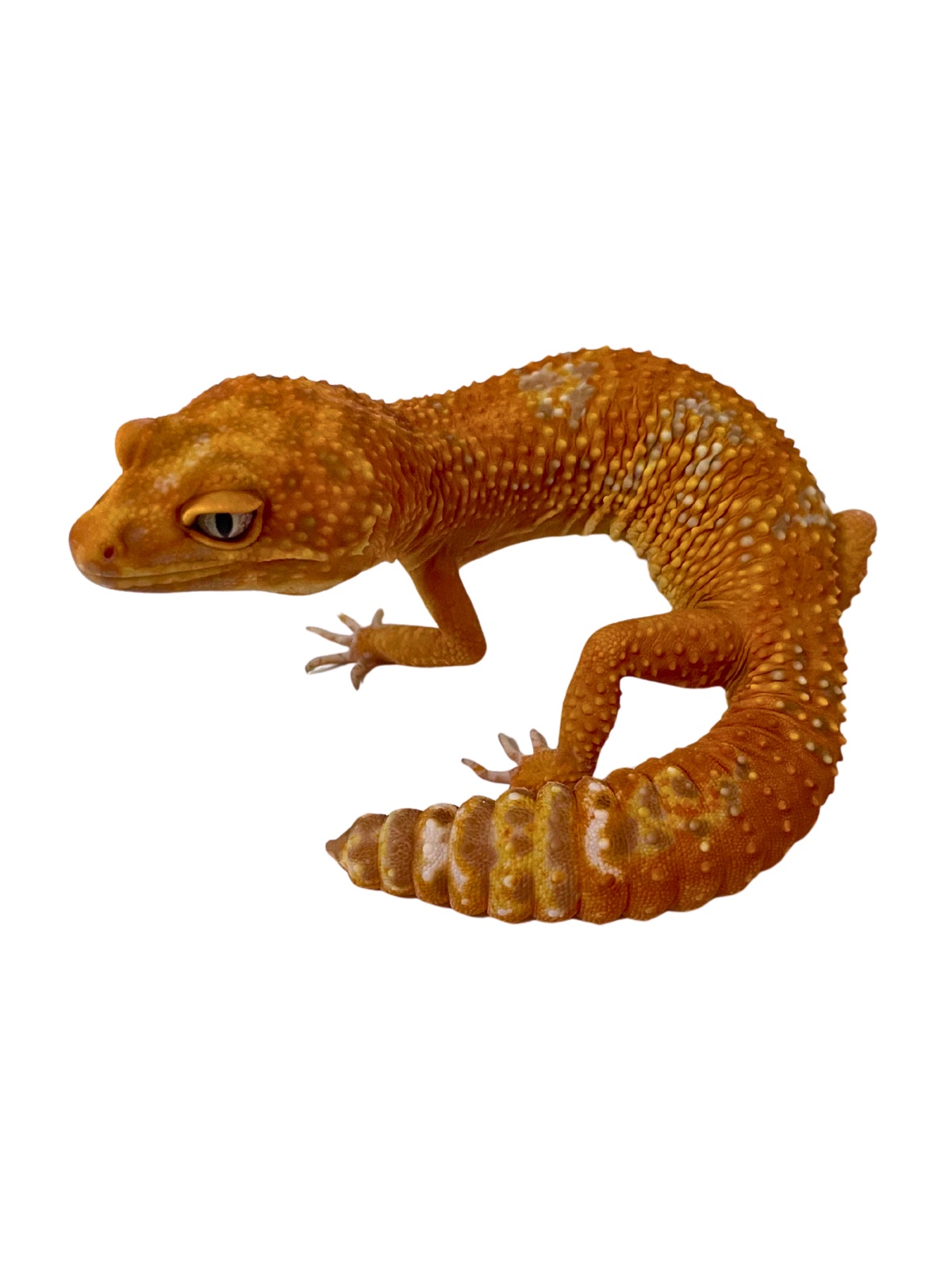 ヒョウモントカゲモドキ タンジェリン トレンパーアルビノ