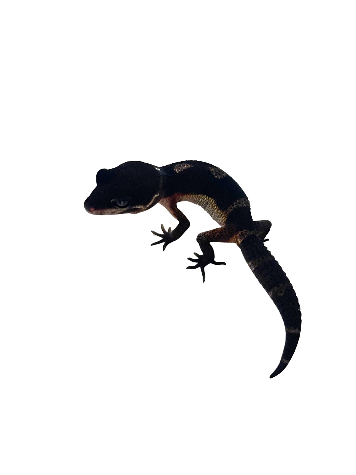 ヒョウモントカゲモドキ ダークナイト