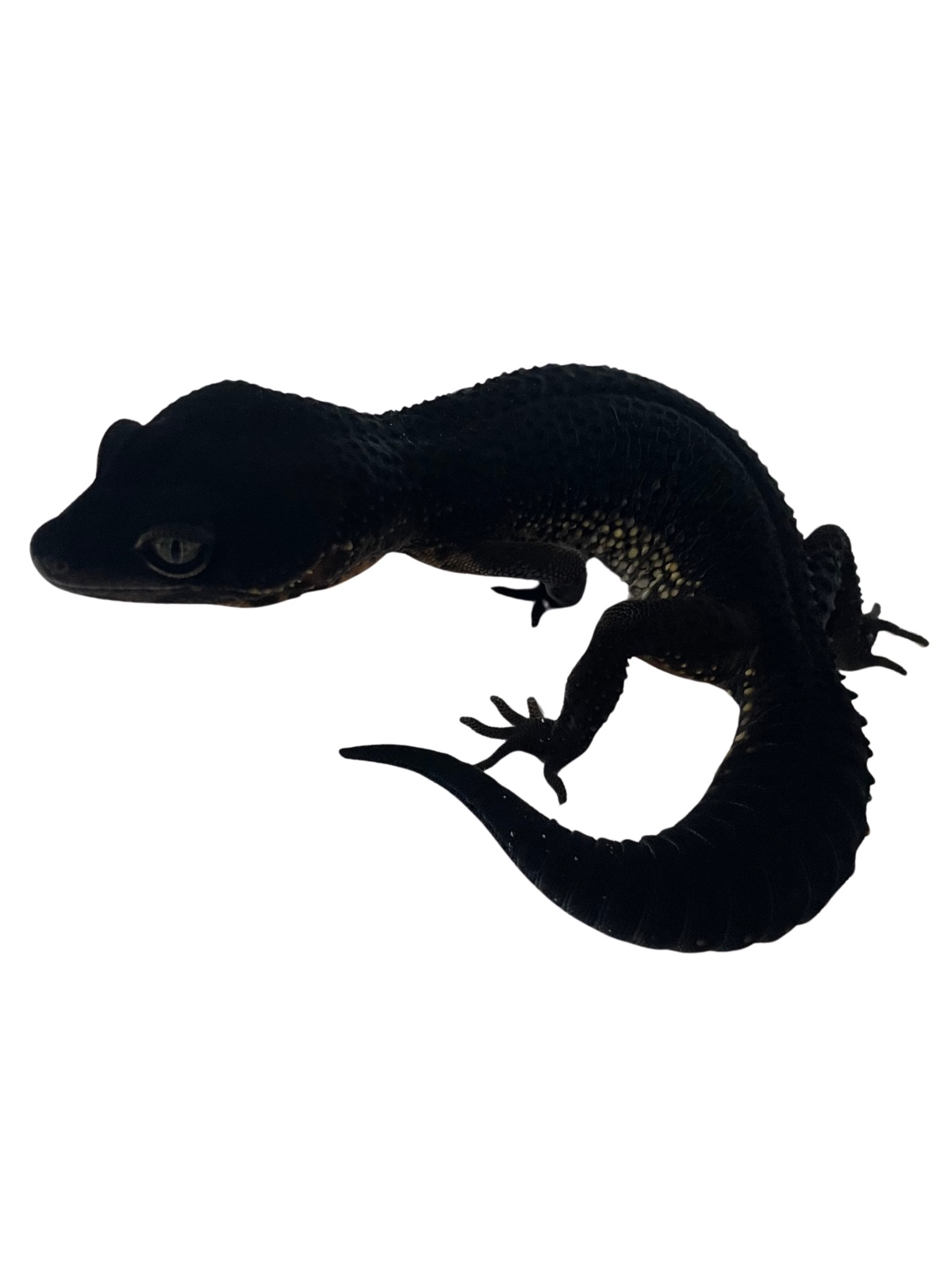 ヒョウモントカゲモドキ ブラックナイト