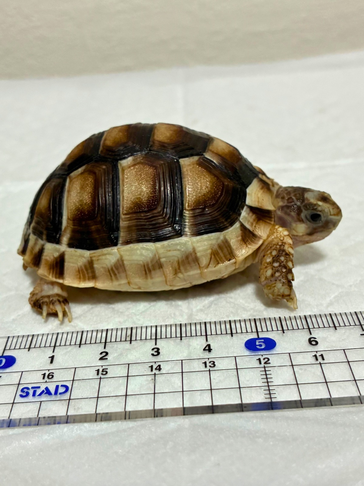 マルギナータリクガメ