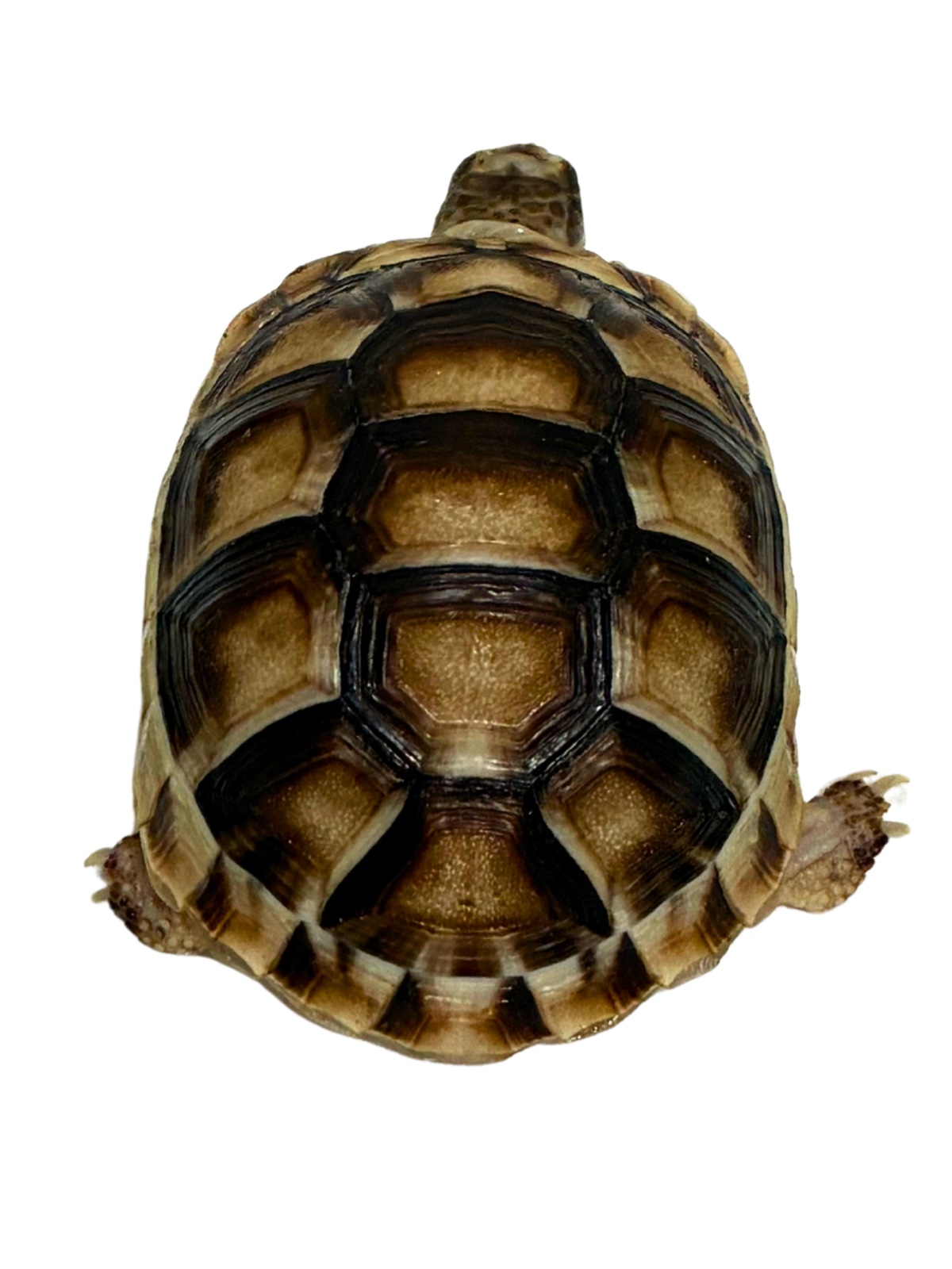 マルギナータリクガメ