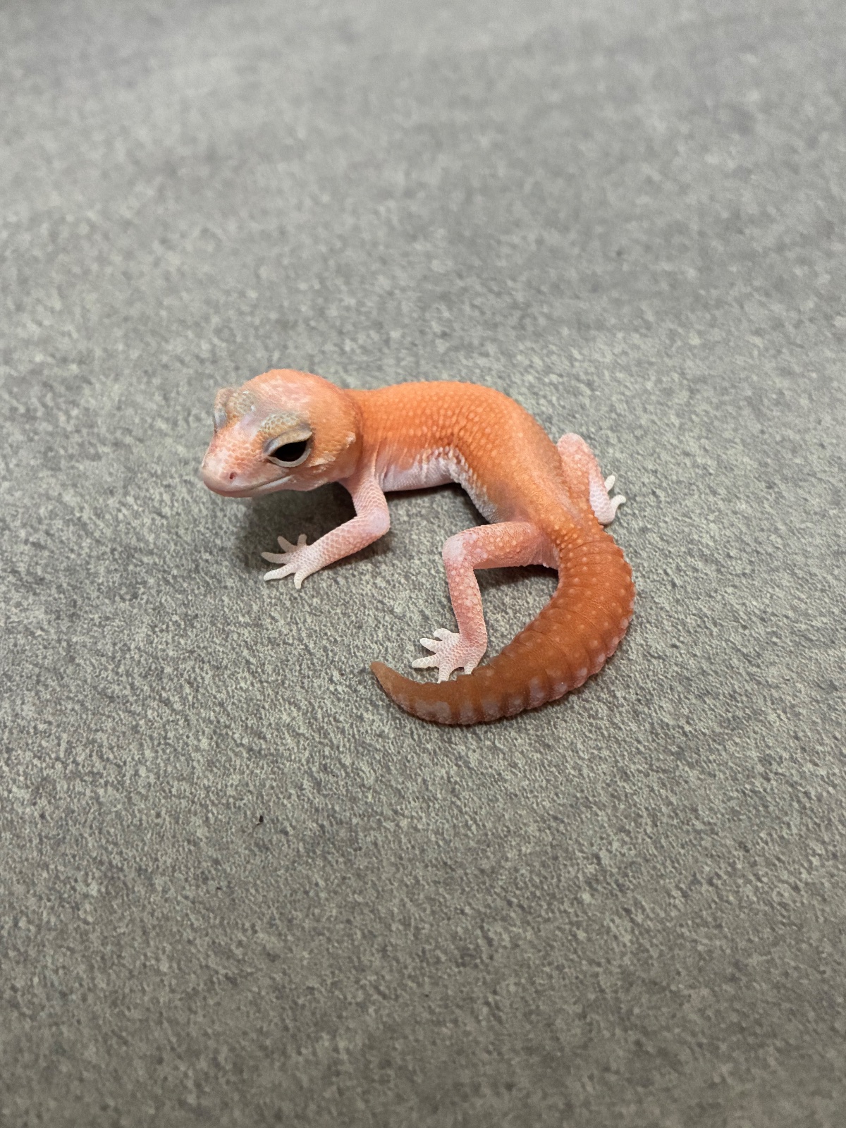 ニシアフリカトカゲモドキ アメルパターンレス